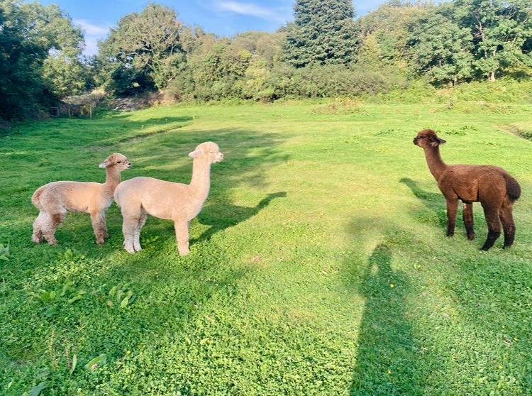3 Bed Barn - Sleeps 4 - Parking - Golf - Alpacas in Derry, County Londonderry