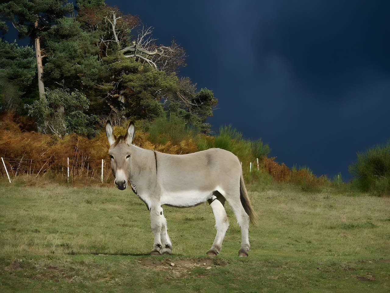Gîte "au pas de l'âne" – Verblijf in het hart van het Pilat-massief, foto 7