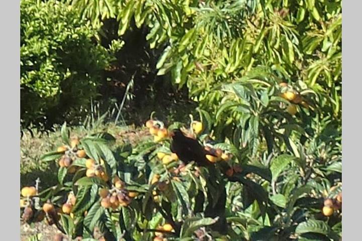 Ferienhaus für 3 Personen, mit Pool und Garten in Puntagorda - 3