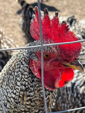 Camping for 4 Guests in Blue Ridge Mountains, Picture 2