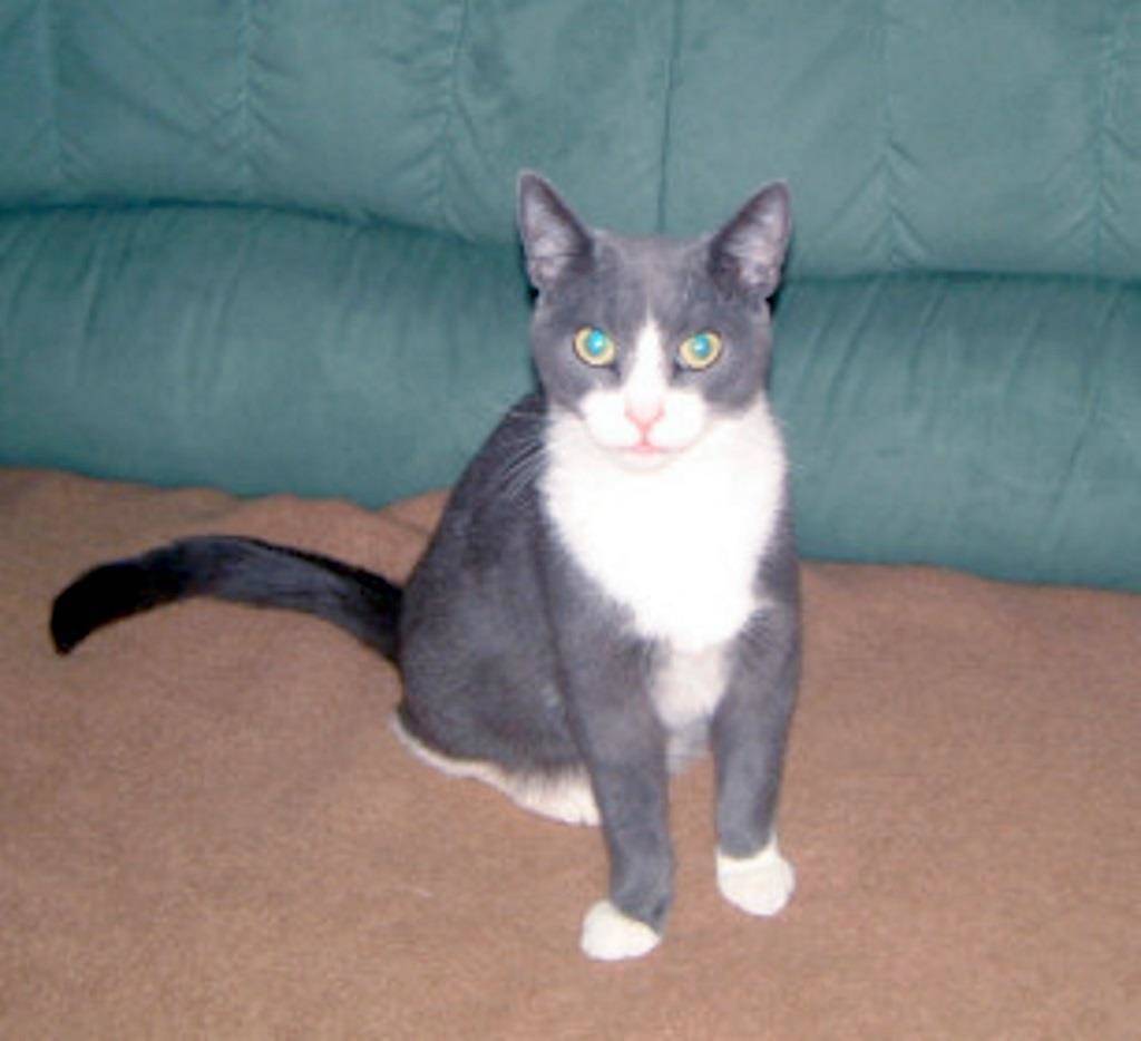 Ganze Ferienwohnung, Ferienwohnung Deichblick in Tating, Eiderstedt