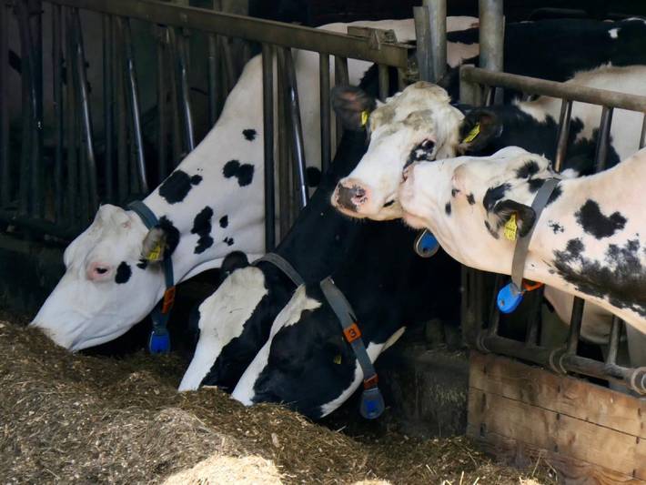 Bauernhof für 6 Personen, mit Balkon am Edersee - 3