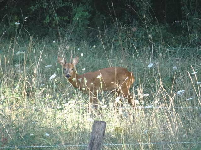 Location de vacances pour 11 personnes, avec vue et jardin à Bétaille - 4