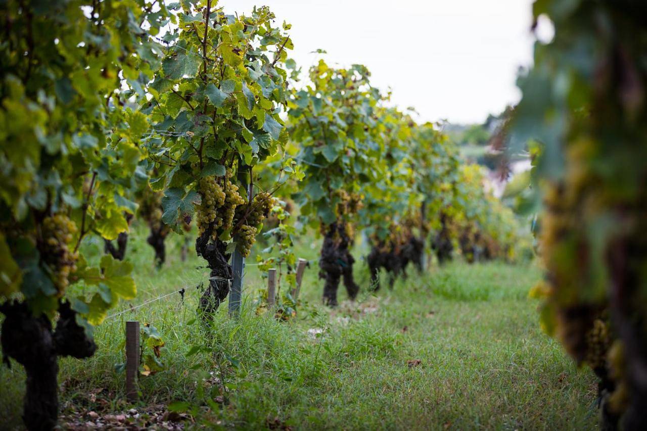 Gîte au milieu des vignes in Prignac-et-Marcamps, Région de Blaye