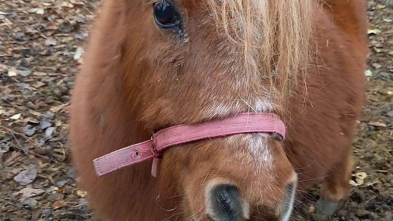 Ganze Ferienwohnung, Ferienwohnung für 6 Personen (95 m²) in Leogang in Leogang, Saalbach-Hinterglemm