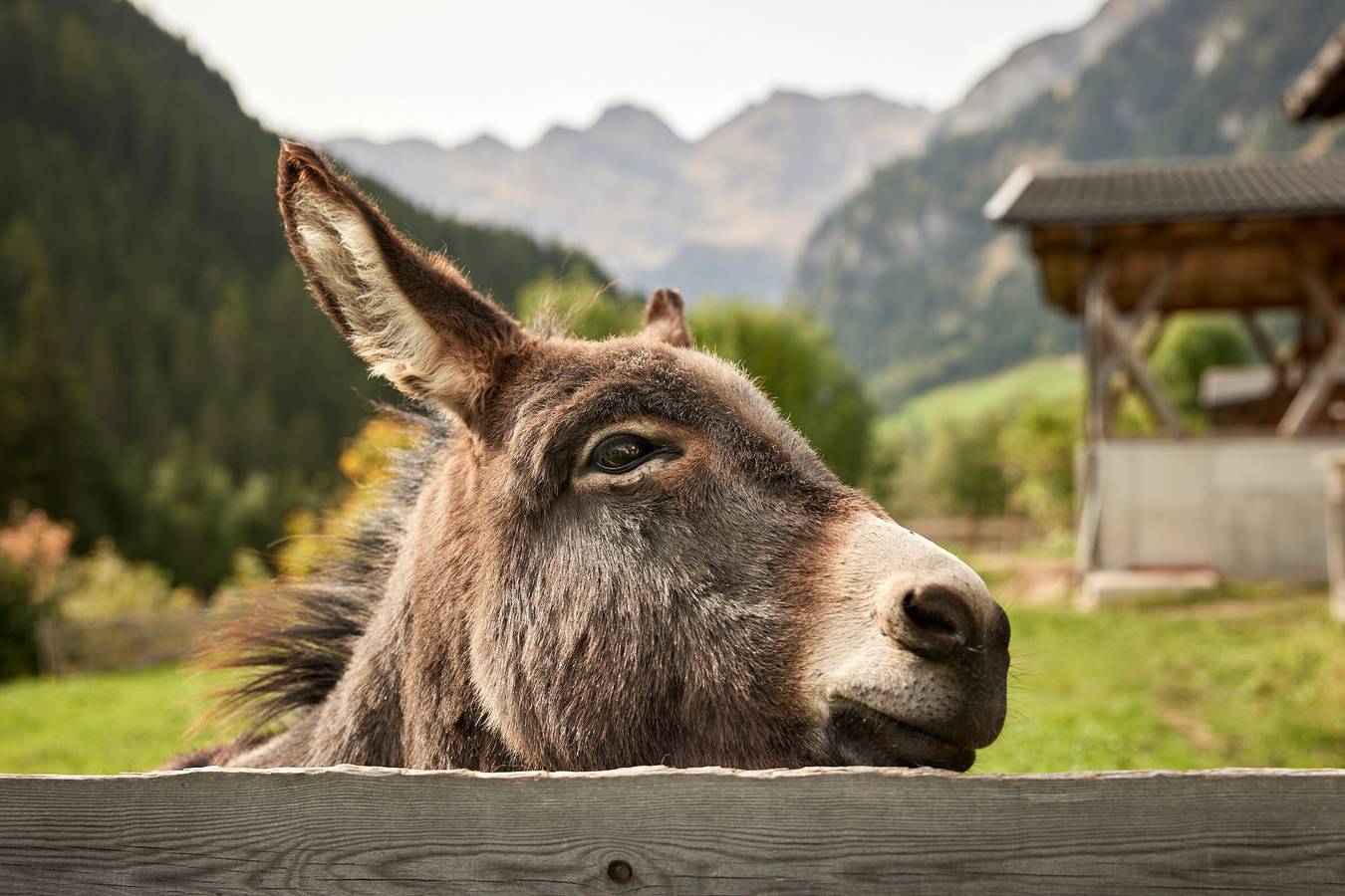 Ganzes Studio, Einzimmerwohnung "Jaufenspitze Blasighof" mit Bergblick, Wlan und Garten in Bichl (Ratschings), Ratschings