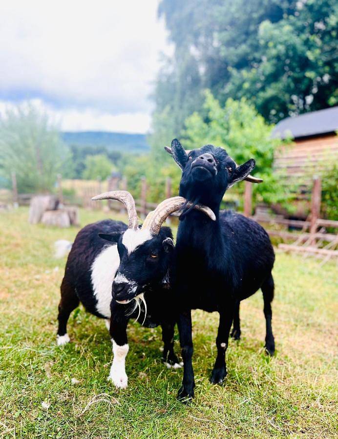 Chambre d’hôte pour 4 personnes, avec vue et jardin dans Territoire de Belfort - 2