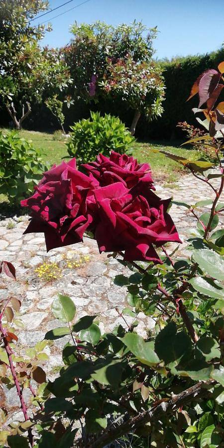 Casa rural para 6 personas, con vistas y jardín en Cudillero - 4