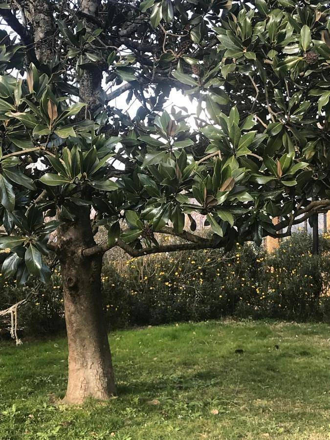 Chambre d’hôte pour 2 personnes, avec vue ainsi que jardin et vue sur le lac à Ronciglione - 4