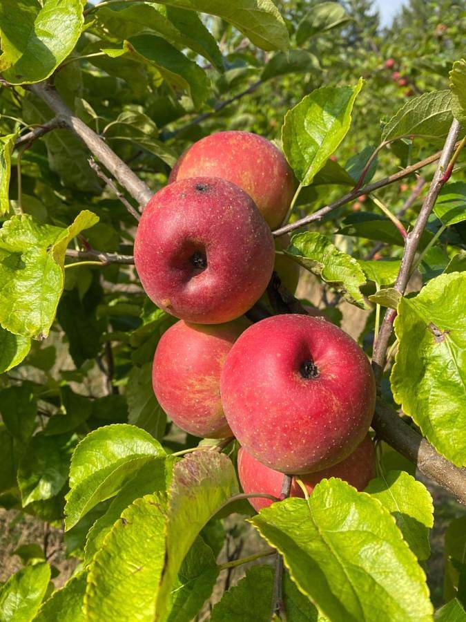 Location de vacances pour 3 personnes, avec vue sur le lac ainsi que jardin et piscine à Vellèches - 2
