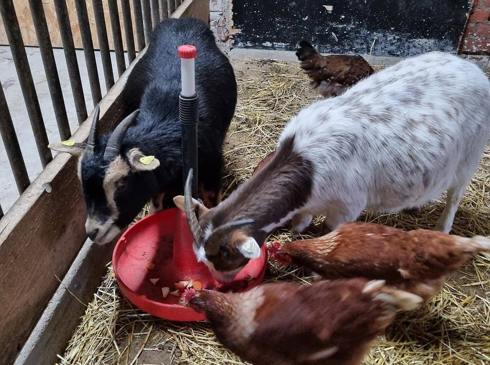 Hof Wesselmann - Kopie von holiday apartment "Gimbter Heide" in Greven, Llanura de Münster