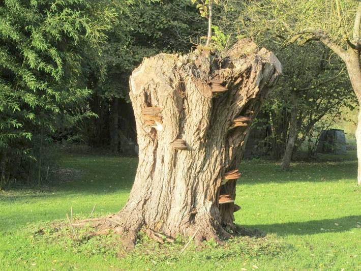 Location de vacances pour 2 personnes, avec vue et jardin, animaux acceptés à Abbeville - 4