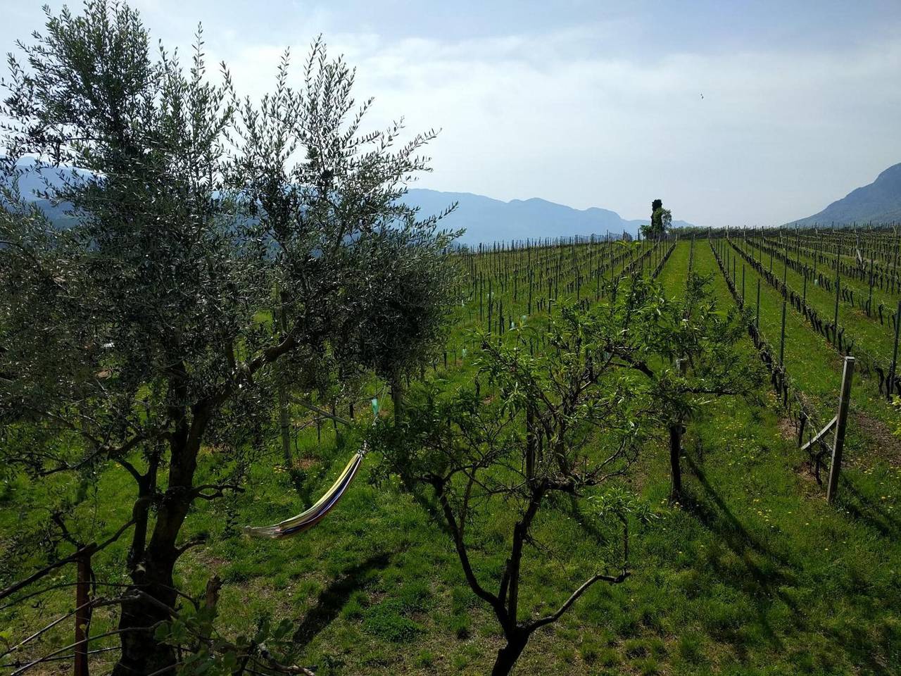 Appartement entier, Appartement « Weingut Hochleiten » avec vue sur la montagne, balcon et Wi-Fi in Oberplanitzing, Caldaro sulla Strada del Vino
