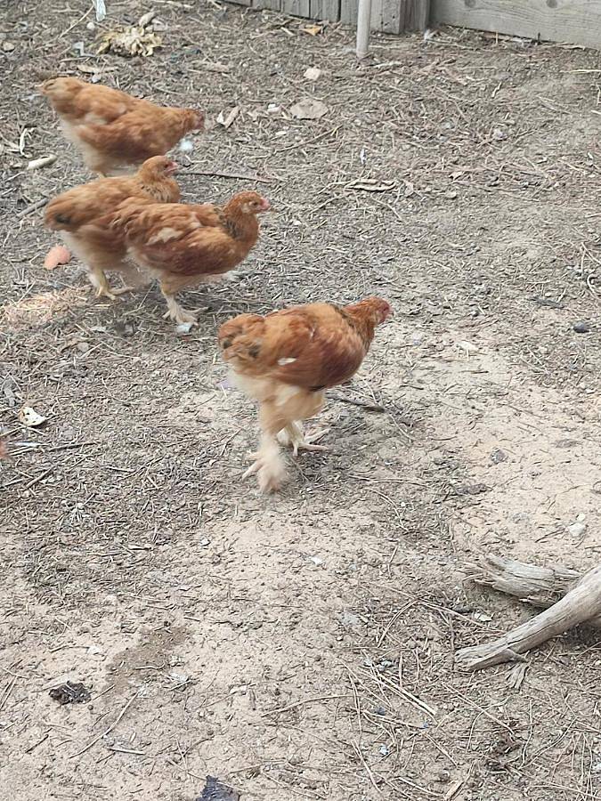Tente pour 4 personnes, avec terrasse ainsi que jardin et piscine dans les Pyrénées-Orientales - 4