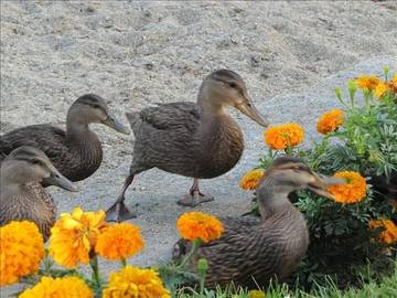 Cottage for 7 People in Derby (VT), Vermont, Photo 4
