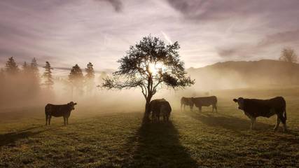 Bauernhof für 5 Personen in Ramsau am Dachstein, Ski Amadé, Bild 2