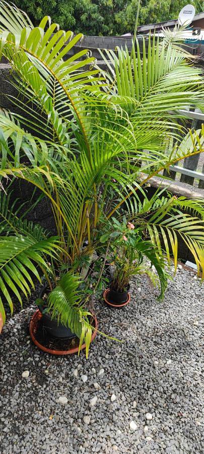 Gîte pour 4 personnes, avec jardin et terrasse à Bras-Panon - 3