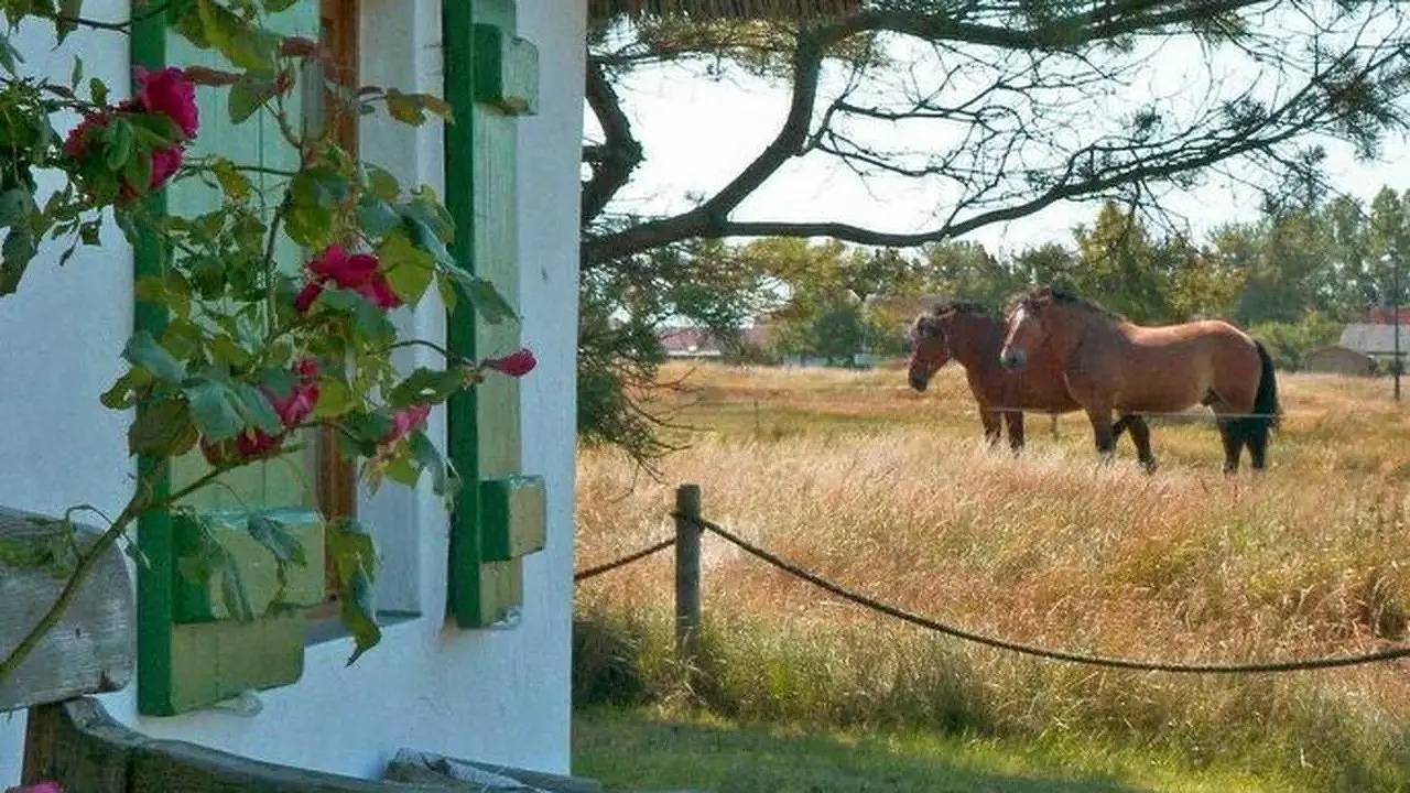 Ganze Ferienwohnung, Ferienwohnung für 2 Personen (33 m²) in Hiddensee in Neuendorf Insel Hiddensee, Hiddensee