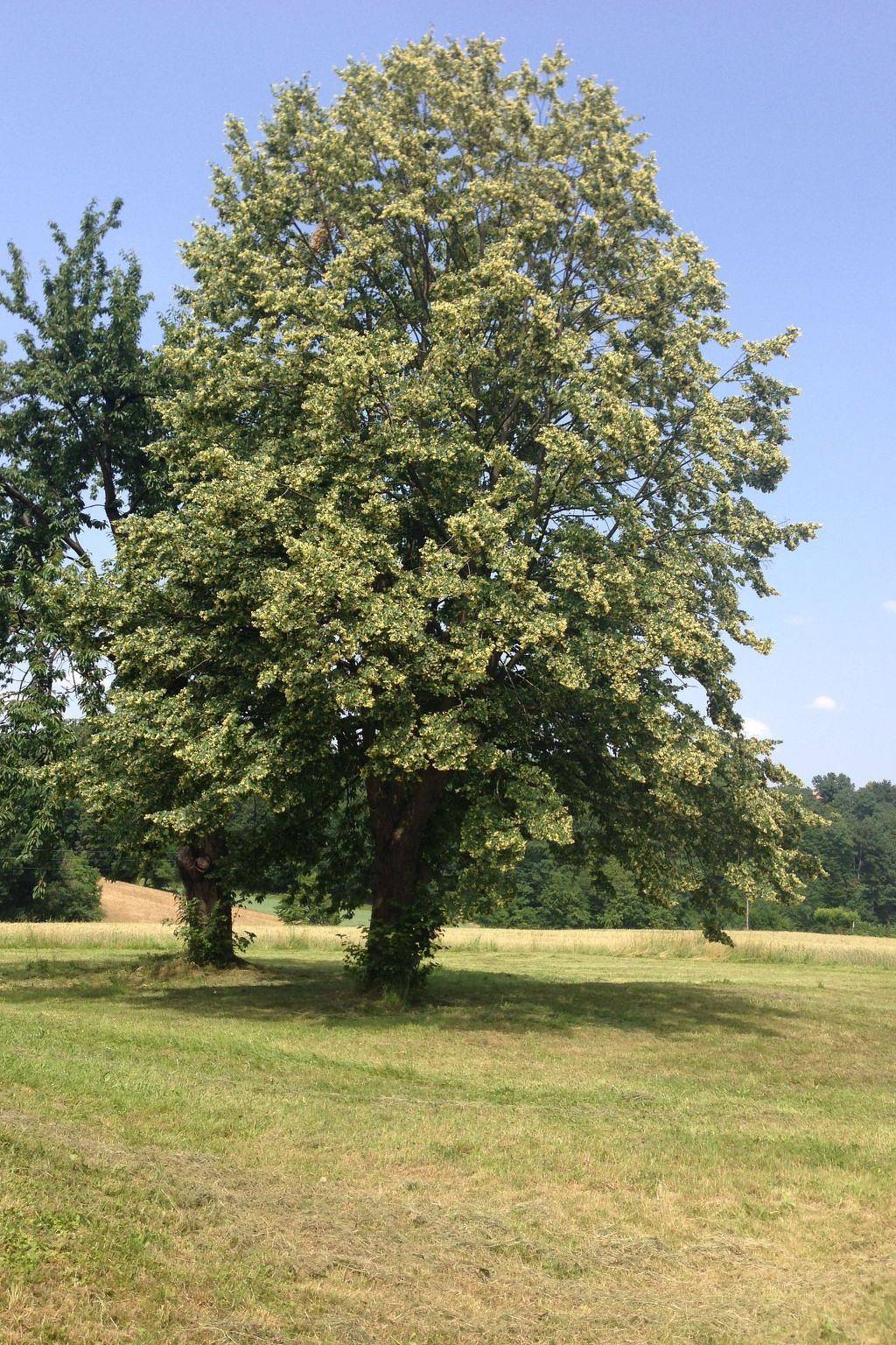 In der Nähe von Thermalbad in Ljutomer, Untersteiermark
