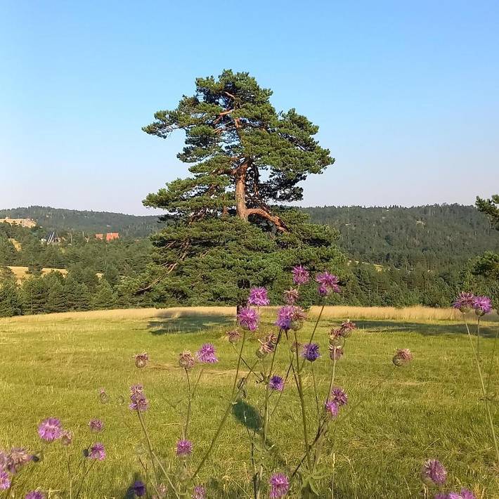 Gîte pour 5 personnes, avec vue et terrasse à Kosjerić - 2