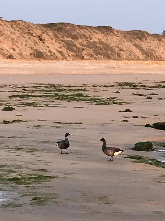 Chambre d’hôte pour 2 personnes, avec piscine ainsi que terrasse et jardin sur l' Île de Ré - 2