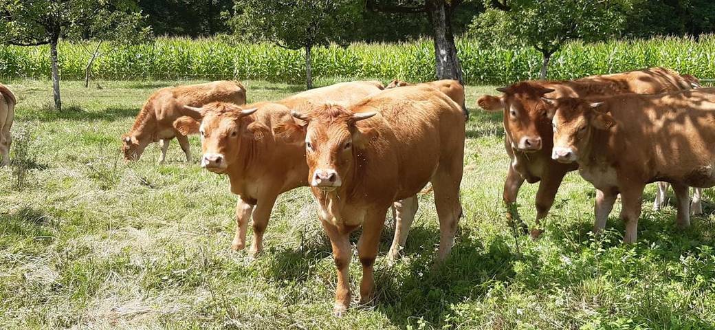 Gîte pour 9 personnes, avec terrasse à Altillac - 3