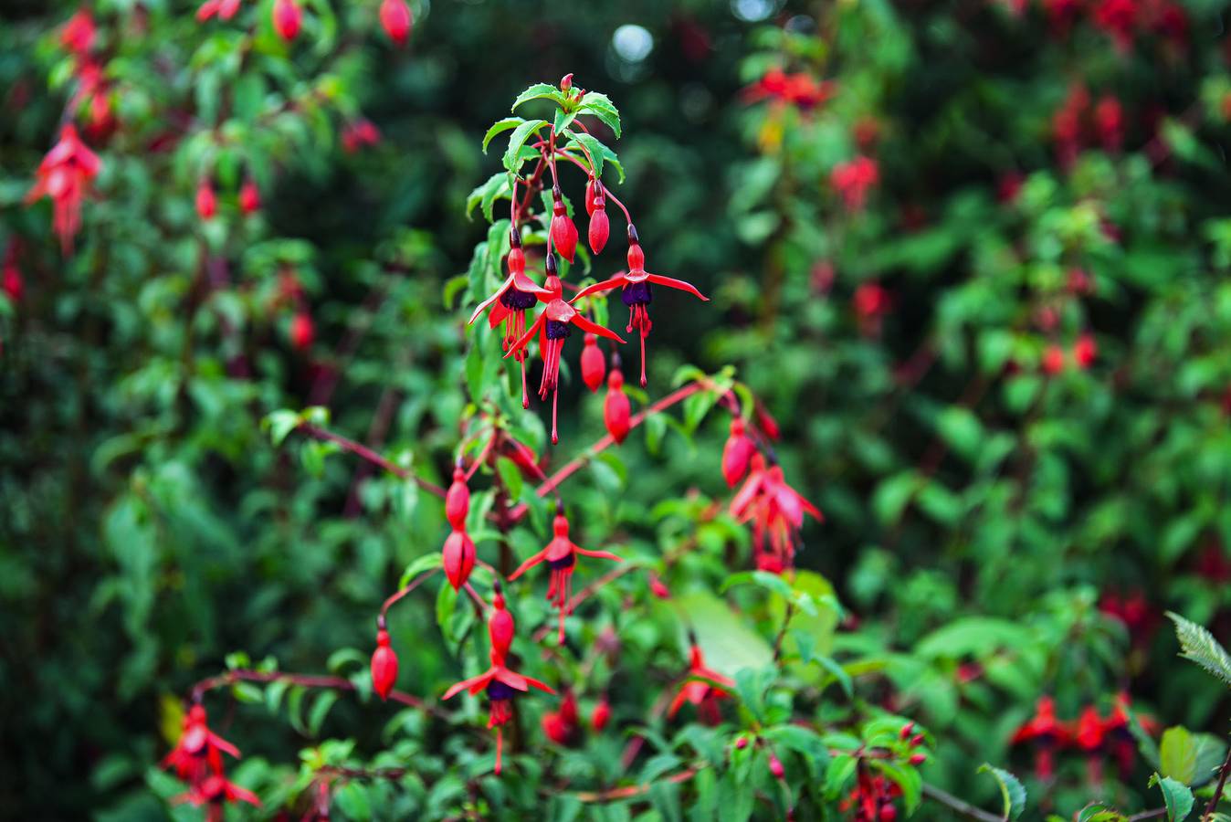 Skellig Fuchsia Lodge Ballinskelligs in County Kerry