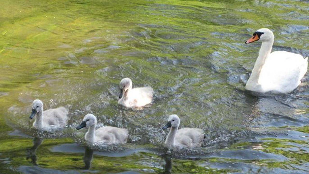 Apartamento vacacional entero, Ferienwohnung für 5 Personen (85 m²) in Rust in Europa-Park, Rust