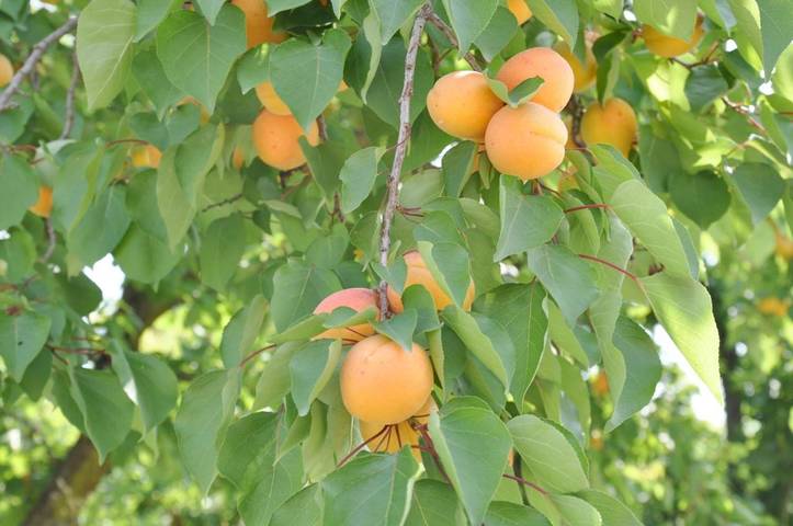 Gîte pour 3 personnes, avec jardin et vue, animaux acceptés à Crozes-Hermitage - 4