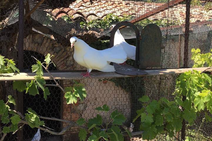 B&b Guest House \"Domaine le Clos du Pavillon\" Provence in Brignoles, Brignoles region