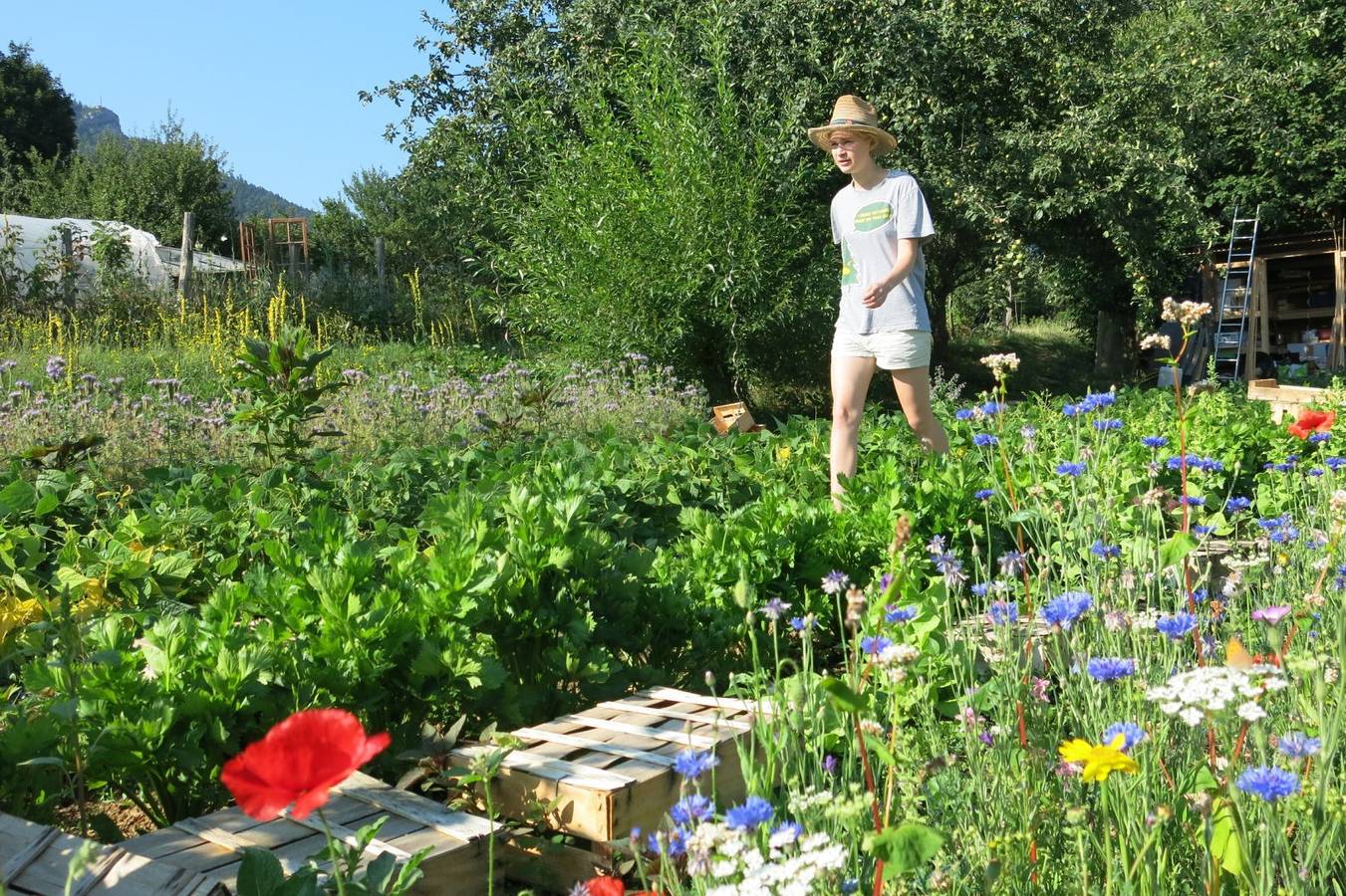Chambres et table d'hôtes Les Ombelles - Chambre Guêpier d'Europe in Lalley, Isère