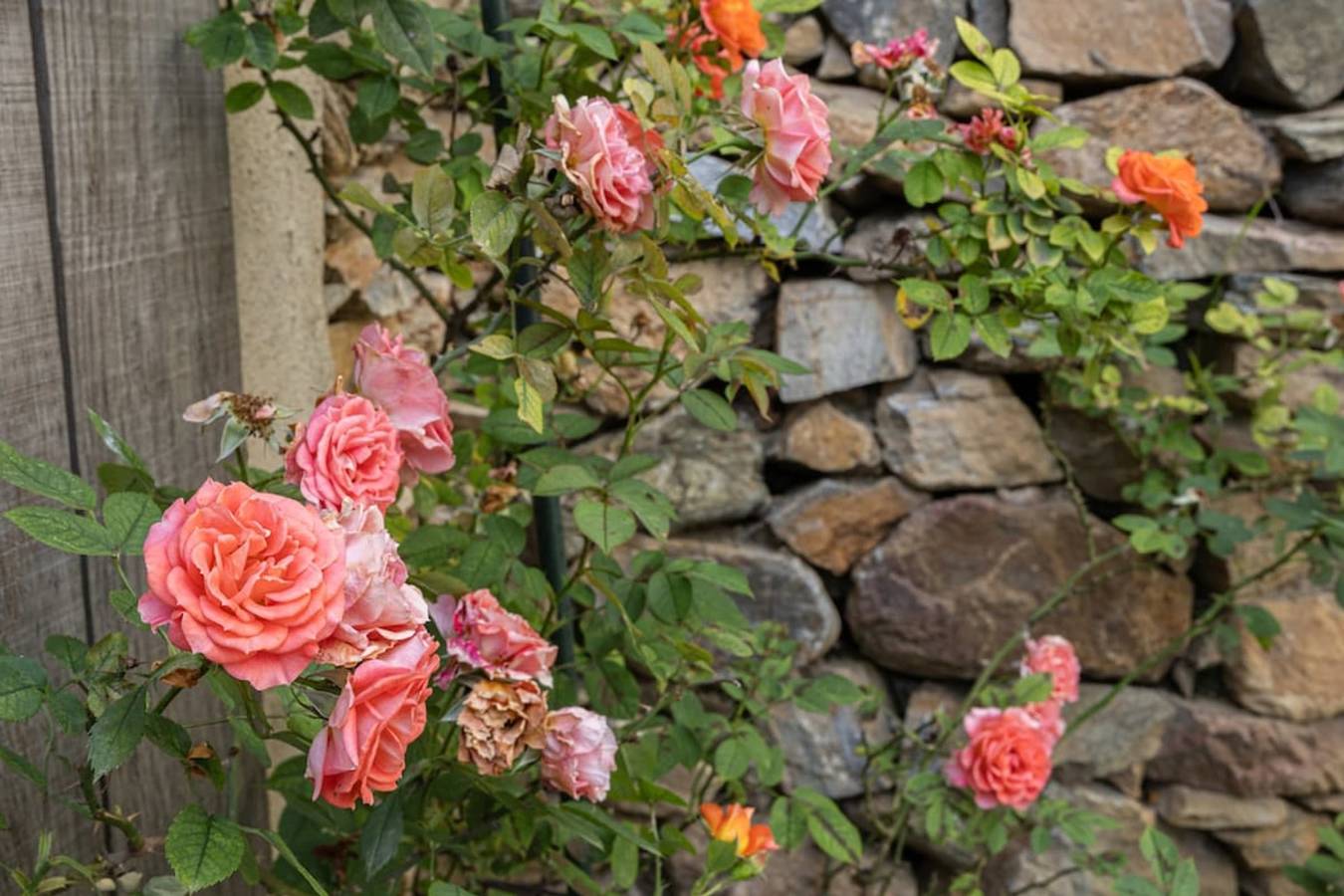 Casa Vincè                in Furiani, Cap Corse