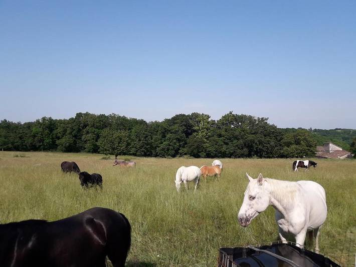 Location de vacances pour 4 personnes, avec piscine et jardin à Flaugnac - 3
