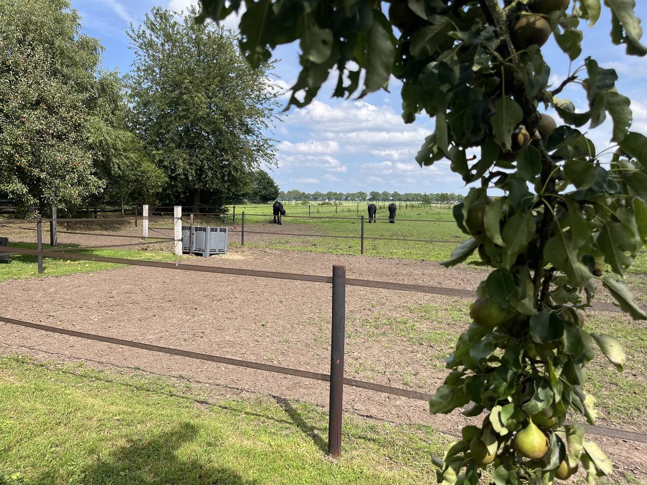 Gelijkvloers vakantiehuis voor 3 personen met weids uitzicht, in het groen nabij Borger in Borger, Drenthe