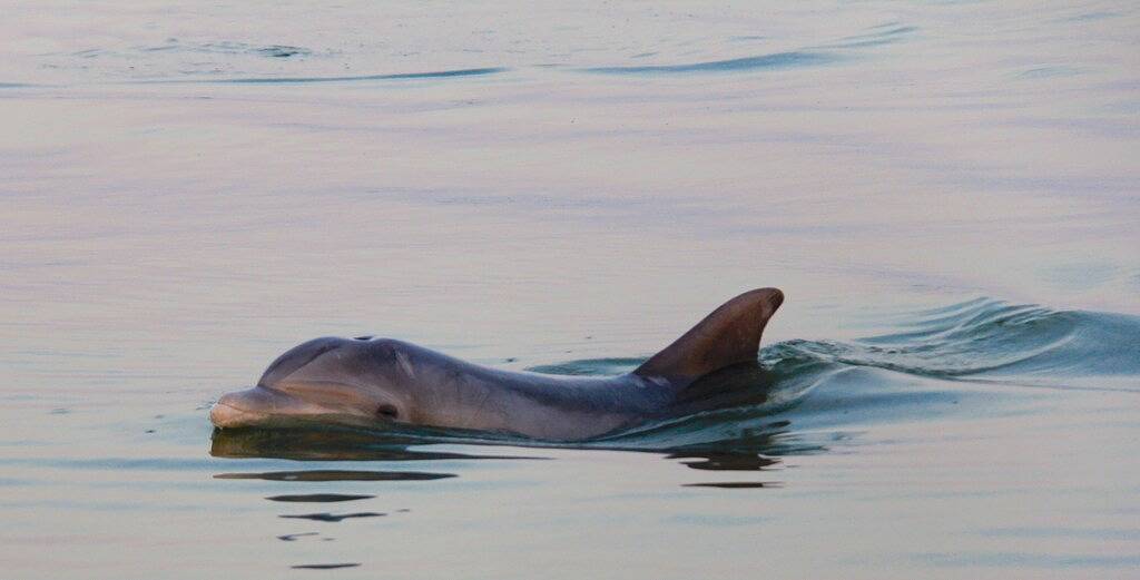 Honeyhole 3Br. Schön, geräumig und das Beste von allem ... Keine Betten! in Plaquemines Parish