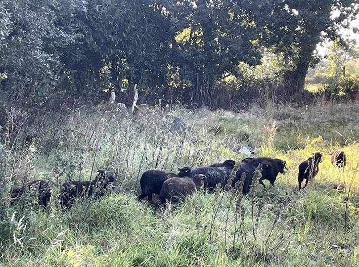 Gîte pour 2 personnes, avec jardin et vue à Plouëc-du-Trieux - 2