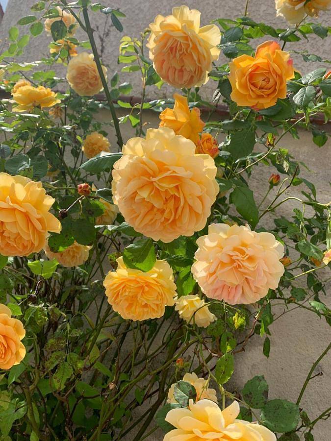 Location de vacances pour 7 personnes, avec vue et jardin à Montry - 4