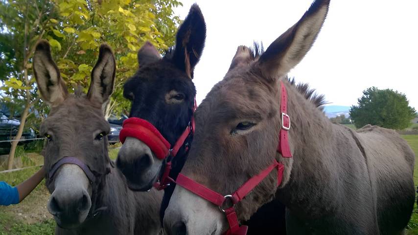 Gîte pour 4 personnes, avec jacuzzi ainsi que terrasse et jardin dans l' Ain - 4