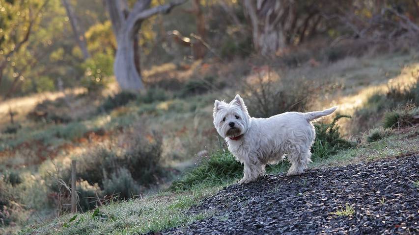 Cottage for 4 people in South Australia