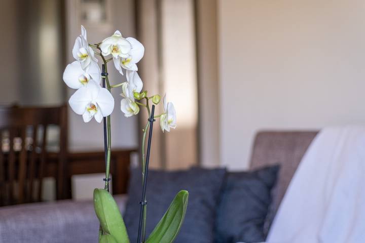Villa pour 3 personnes, avec jardin en Grèce - 4