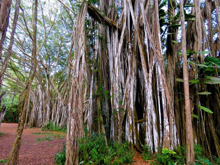 Vacation rental for 8 people, with hot tub and pool as well as yard in Turtle Bay