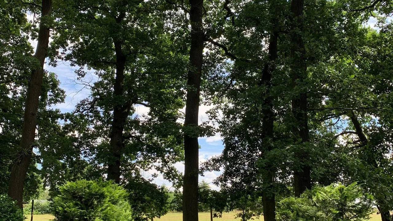 Ganze Ferienwohnung, Ferienwohnung für 4 Personen (60 m²) in Neuenkirchen in Neuenkirchen (Lüneburger Heide), Landkreis Heidekreis
