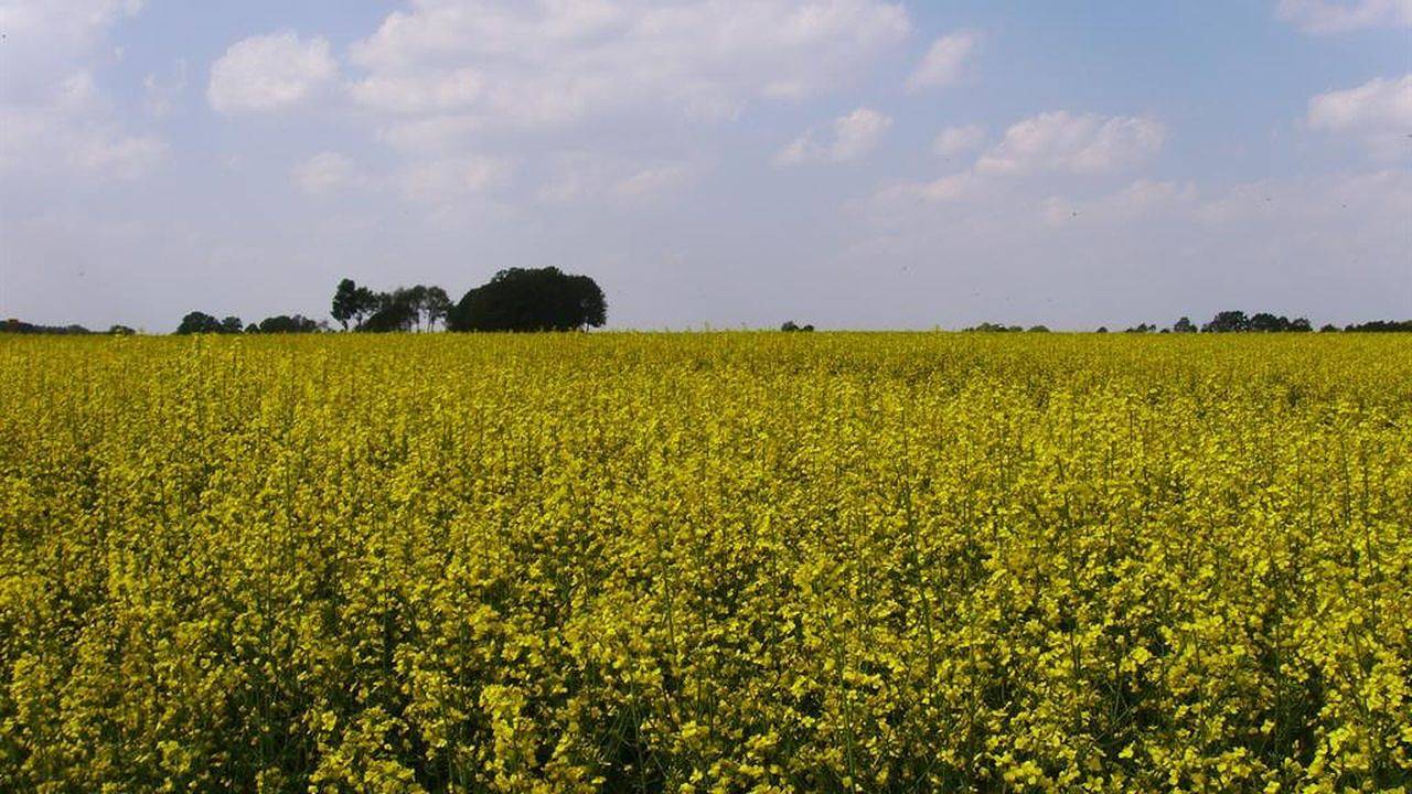 Ganze Ferienwohnung, Ferienwohnung für 2 Personen (55 m²) in Walsrode in Walsrode, Aller-Leine-Tal