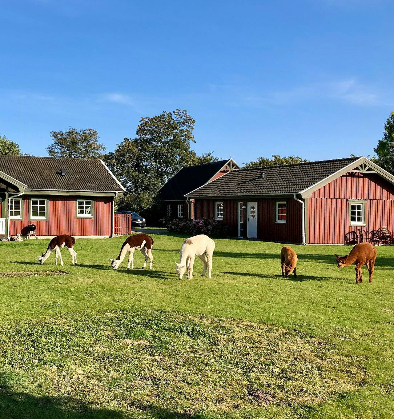Bezauberndes Ferienhaus mit Alpakas in Lundeborg in Svendborg