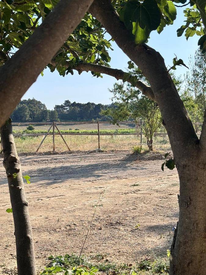 Gîte pour 2 personnes, avec terrasse et jardin dans Réserve africaine de Sigean - 4