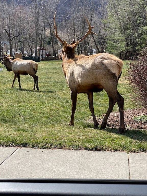 Mountain View Lodge One Level Easy Access Pet Friendly Family Gatherings in Blue Ridge Parkway, Maggie Valley
