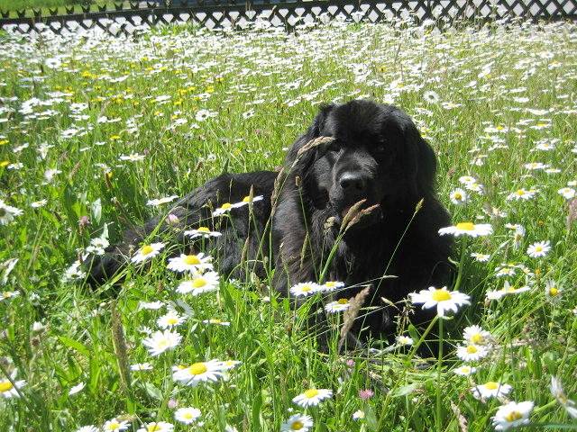Ferienwohnung für 2 Personen, mit Balkon und Balkon/Terrasse, kinderfreundlich im Berchtesgadener Land - 3
