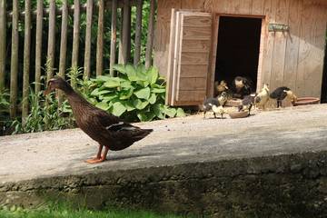 Ferienwohnung für 8 Personen in Prien am Chiemsee, Inn-Salzach Region, Bild 1