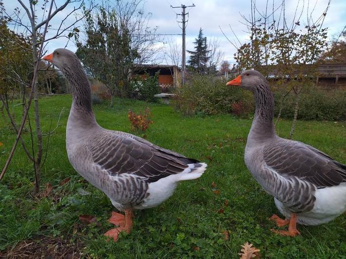 Location de vacances pour 8 personnes, avec jardin ainsi que piscine et vue, animaux acceptés à Bourg-de-Péage - 4