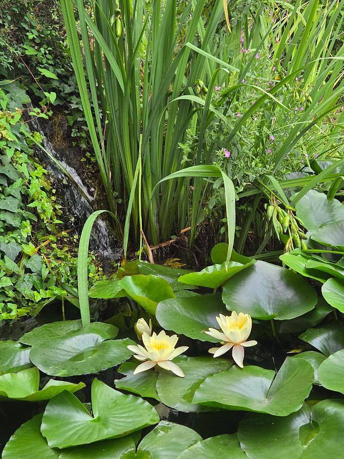 Gîte pour 4 personnes, avec jardin et piscine à Blacé - 4